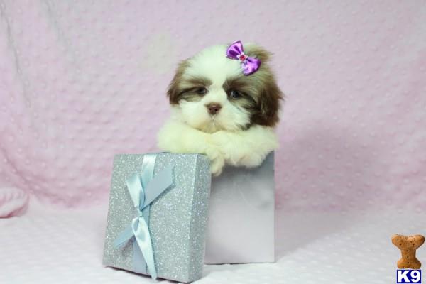lvpuppyheaven Picture 1